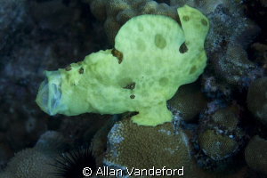 Frogfish performing a power-stretch in heavy surge near K... by Allan Vandeford 